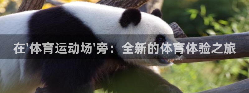 3377体育官方正版app新能源：在\'体育运动场\