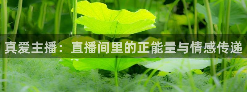火凤免费观看体育直播：真爱主播：直播间里的正能量与情感传递